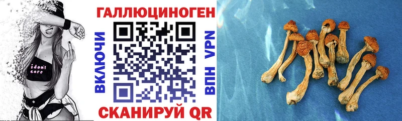 omg ТОР  дарнет шоп  Дыгулыбгей  Псилоцибиновые грибы Psilocybine cubensis 